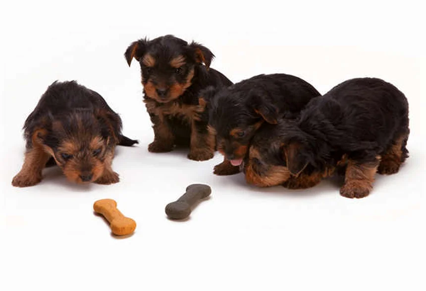 ハイランドポニー飼育のコツ5つを経験者が解説