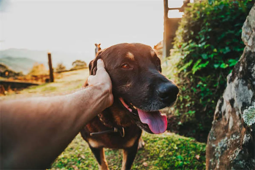 ハイランドポニー飼育のコツ5つを経験者が解説