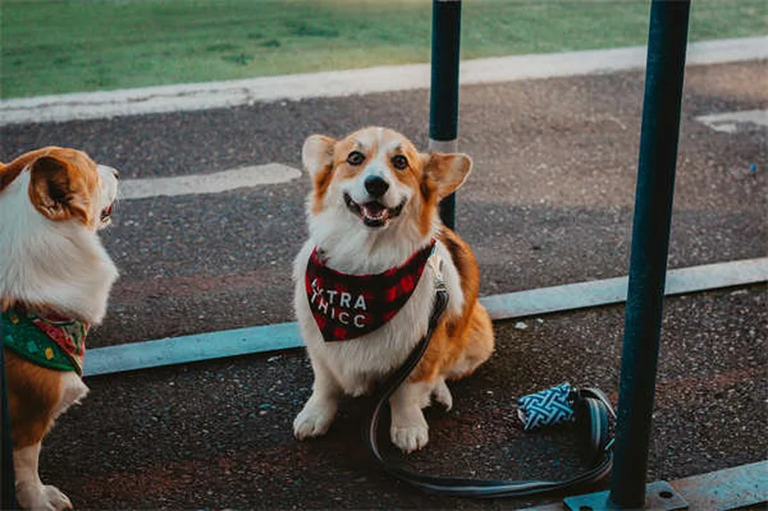獣医師が教える犬の肺動脈弁狭窄症、よくある誤解と日常管理のポイント