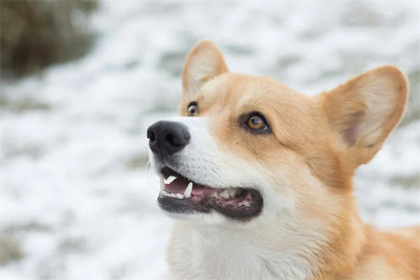 犬の心臓病に効くスピロノラクトンの効果と副作用【獣医師解説】