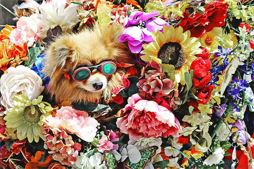 マルボフロキサシンの副作用と安全な使い方：犬猫の注意点を解説