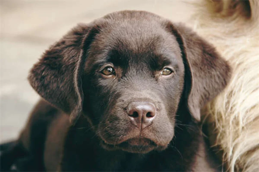 マルボフロキサシンの副作用と安全な使い方：犬猫の注意点を解説