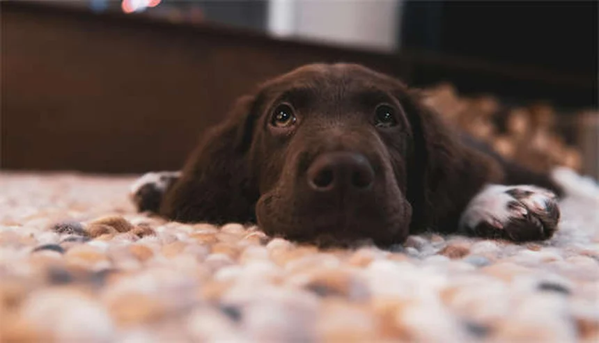 L-カルニチンは犬に効くの？獣医師が解説！効果や正しい使い方とD体との違い