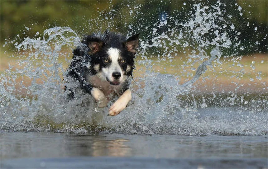 L-カルニチンは犬に効くの？獣医師が解説！効果や正しい使い方とD体との違い