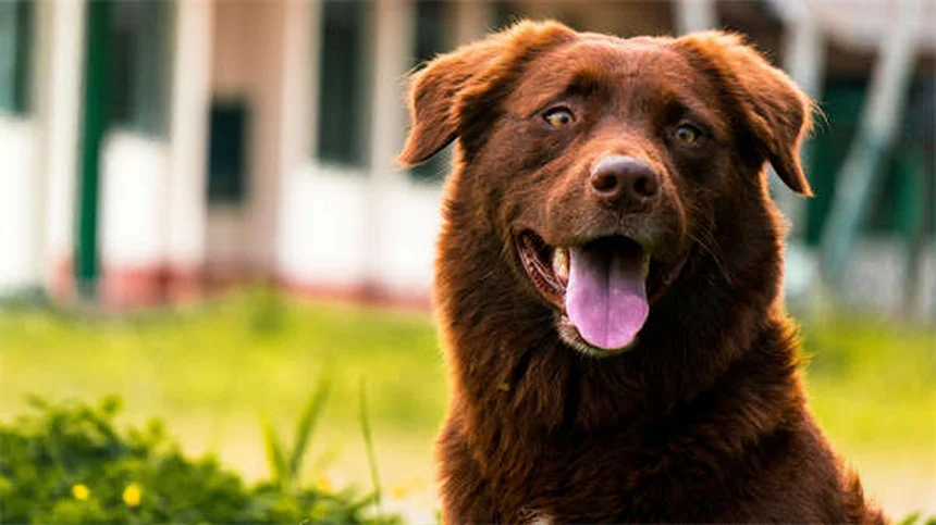 犬がドッグランを嫌がる理由と対処法、本当に大丈夫？