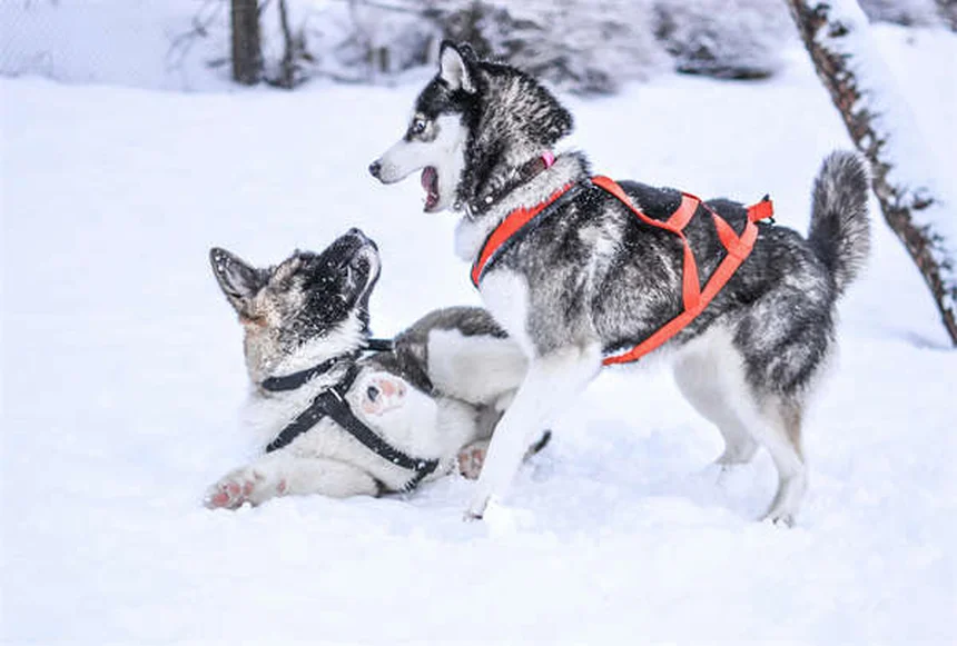 犬がドッグランを嫌がる理由と対処法、本当に大丈夫？