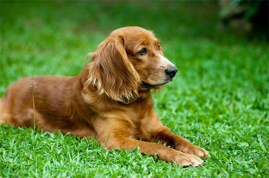 犬が舐める理由と対策｜原因と正しい対処法を解説