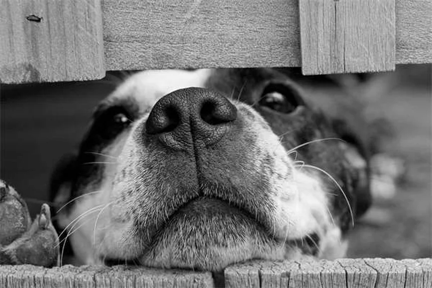 毛茸茸犬種25選！飼う前に知っておきたいお手入れのポイントとコツ
