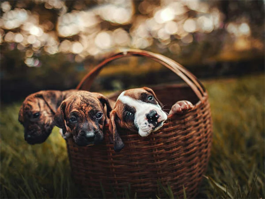 毛茸茸犬種25選！飼う前に知っておきたいお手入れのポイントとコツ