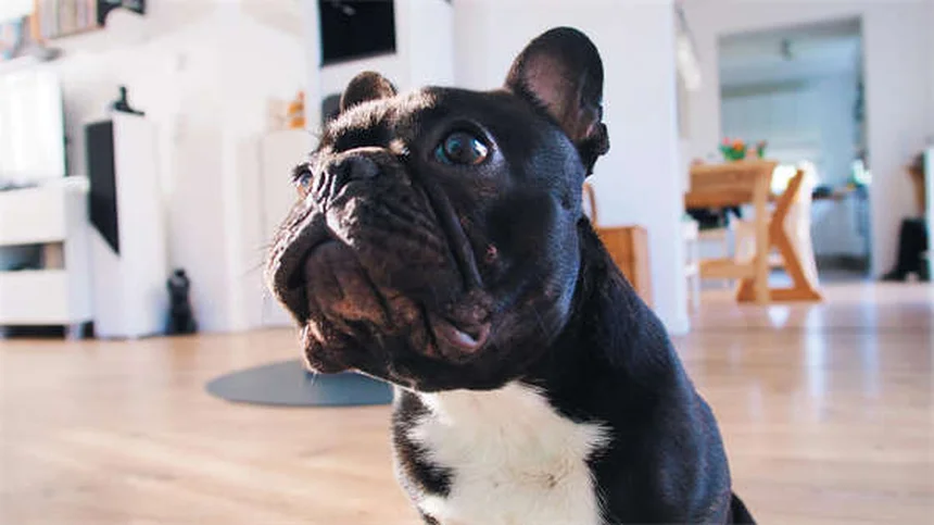 外猫に必要なワクチン5選｜狂犬病から猫白血病まで完全ガイド