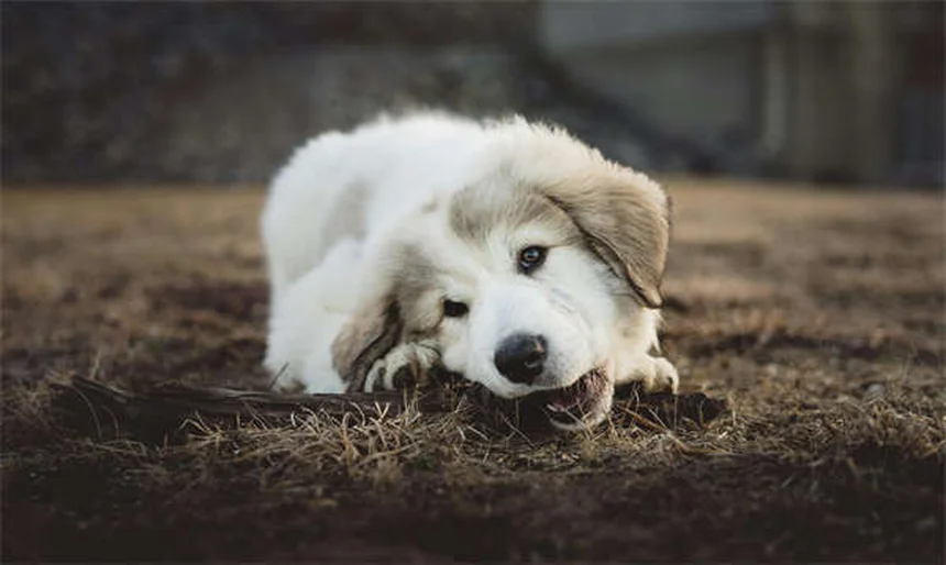シニア犬との暮らし方：愛犬の老後を幸せにする7つのコツ