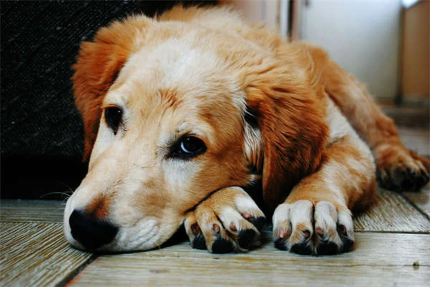 犬の正しい紹介方法｜初対面で仲良くさせる7つのコツ