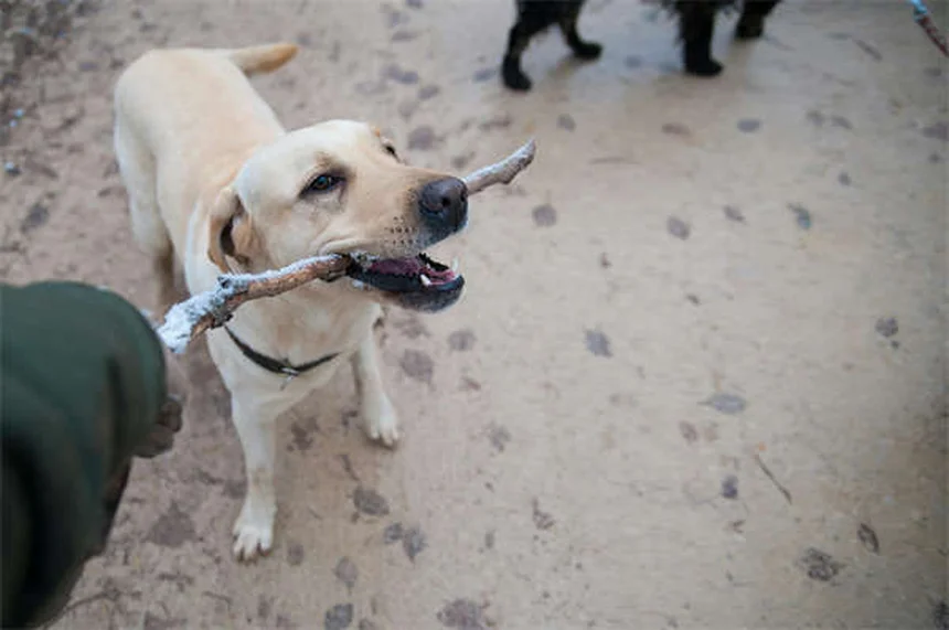 犬のかゆみ対策｜獣医が教える原因と自宅でできる対処法
