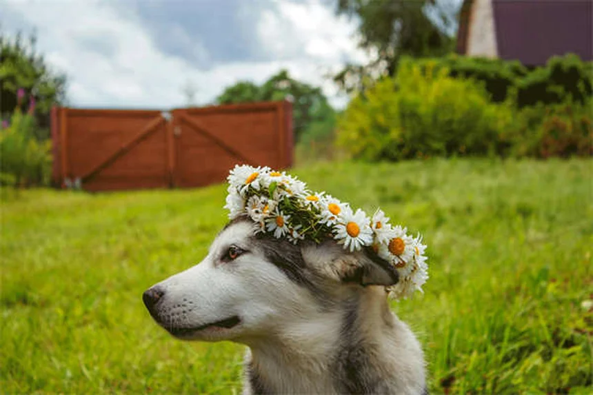 犬の皮膚アレルギー対策｜獣医師が教える痒みの原因と治療法